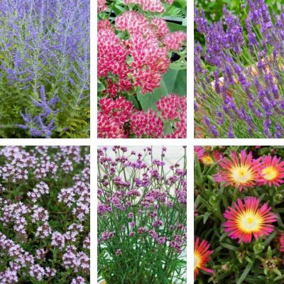 KIT Rocaille mellifère - Leaderplant