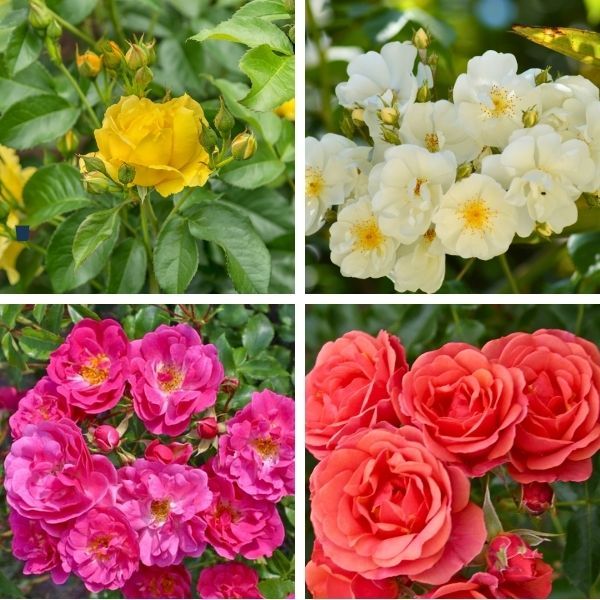 Collection 4 Rosiers Kordes - Leaderplant