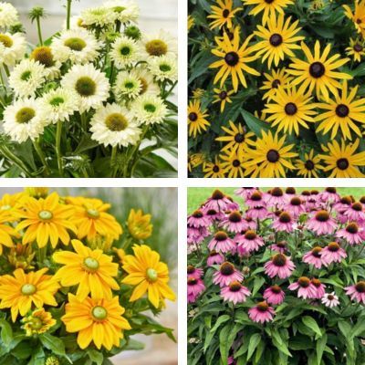 Kit de Rudbeckia - 4 variétés - Leaderplant