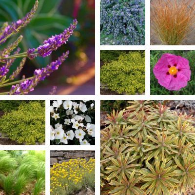 KIT Talus Méditerranéen - Leaderplant