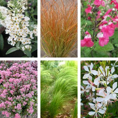 KIT Terrasse Floraison Rapide - Leaderplant