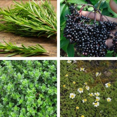 Kit de tisane prêt à planter 'Détox' - Leaderplant