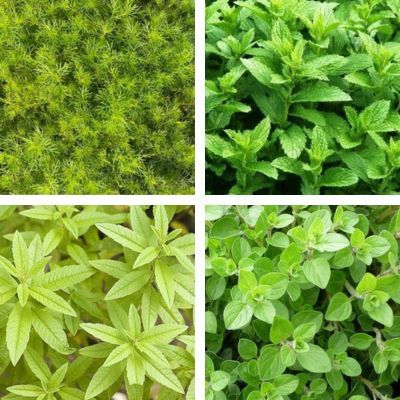 Kit de tisane prêt à planter 'Digestion'  - Leaderplant