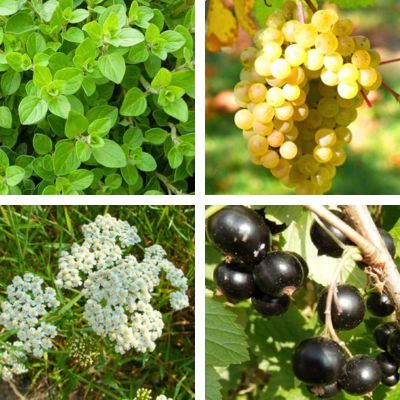 Kit tisane prêt à planter 'Jambes Légères' - Leaderplant