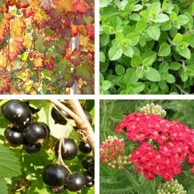 Kit tisane prêt à planter 'Jambes Légères' - Leaderplant