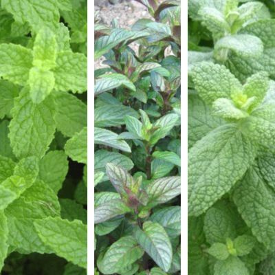 KIT Trio de Menthes - Leaderplant