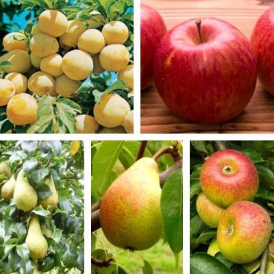 Mon Verger Essentiel - Mon Premier Verger - Leaderplant