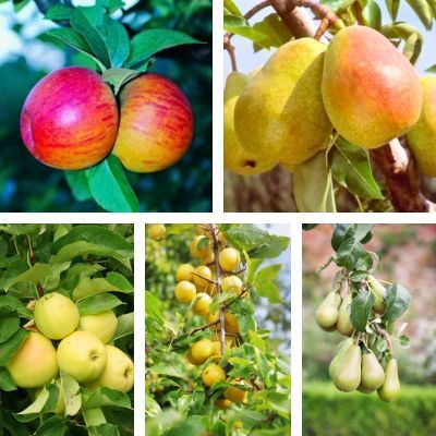 Kit verger rustique et productif - Leaderplant