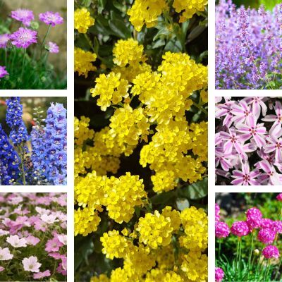 KIT Vivaces floraison de Printemps - Leaderplant