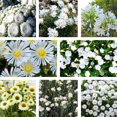 Kit vivaces fleurs blanches - 8 variétés - Leaderplant
