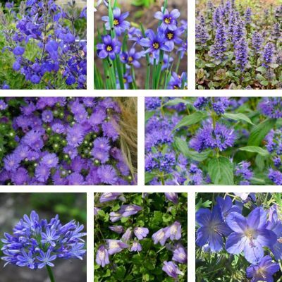 Kit vivaces fleurs bleues - 8 variétés - Leaderplant