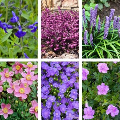 KIT Vivaces floraison Automne / Hiver - Leaderplant