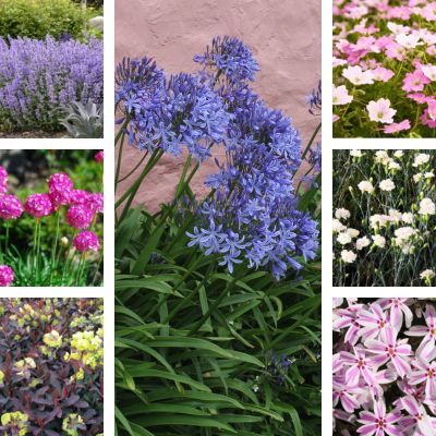 KIT Vivaces floraison de Printemps - Leaderplant