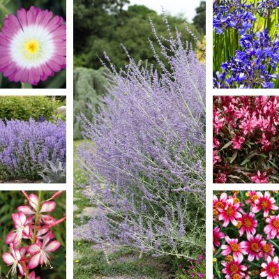 KIT Vivaces Floraison Estivale - Leaderplant