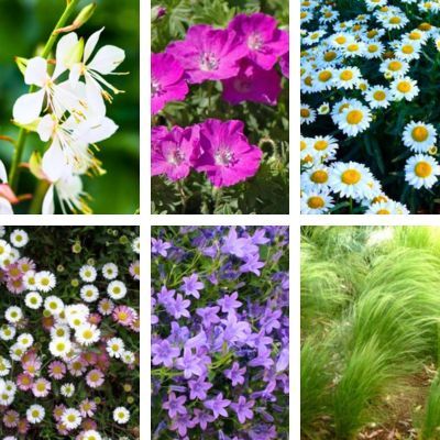 KIT VIVACES JARDIN NATUREL au Soleil - Leaderplant