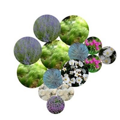 KIT Vivaces Méditerranéennes - Leaderplant