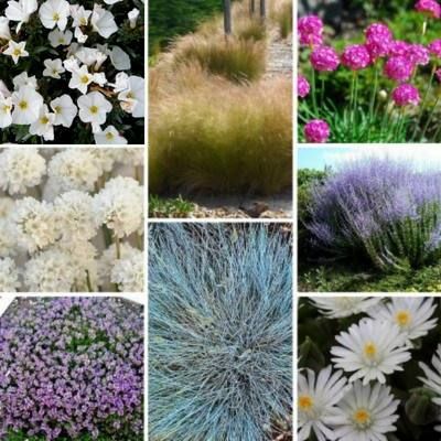 KIT Vivaces Méditerranéennes - Leaderplant