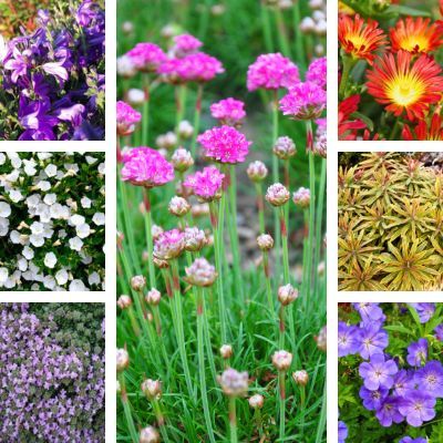 KIT Vivaces Rocailles - Leaderplant