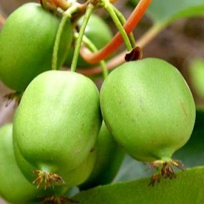 Kiwai, Kiwi de Sibérie autofertile - Leaderplant