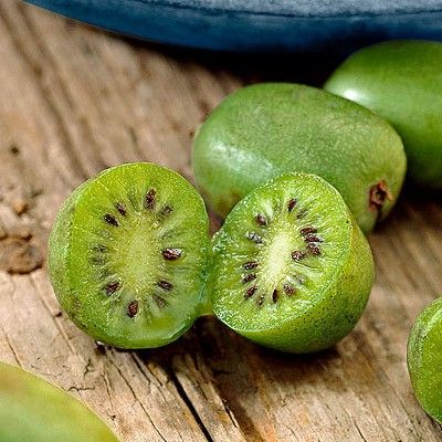 Kiwai, Kiwi de Sibérie autofertile - Leaderplant
