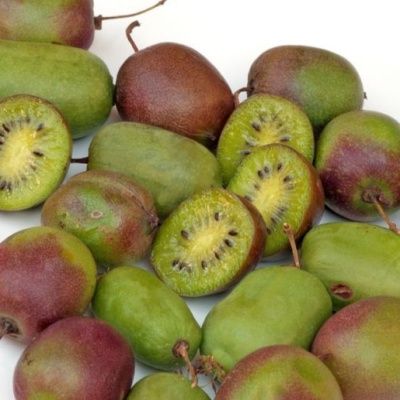 Kiwai, Kiwi de Sibérie à fruits rouges - Leaderplant