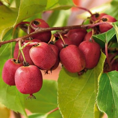 Kiwai, Kiwi de Sibérie à fruits rouges - Leaderplant