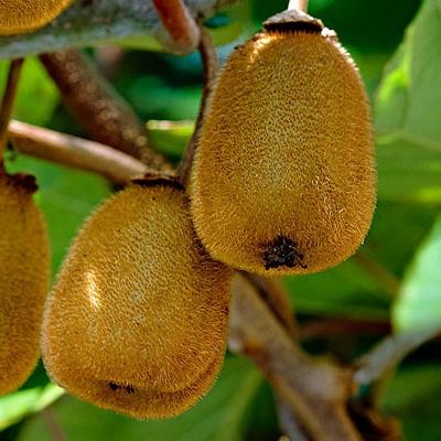 Kiwi autofertile Solissimo ® - Leaderplant