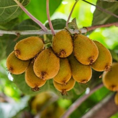 Kiwi autofertile Solissimo ® - Leaderplant