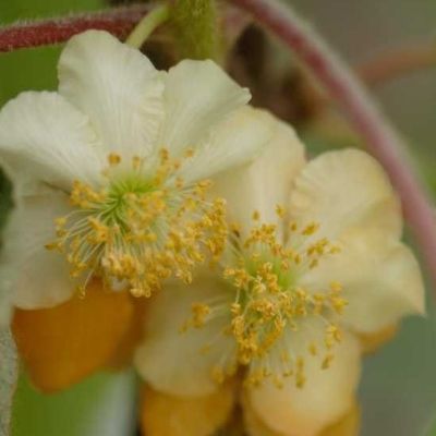 Kiwi autofertile Jenny ® - Leaderplant