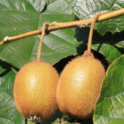 Kiwi autofertile Jenny ® - Leaderplant