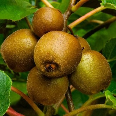 KIT Kiwis jaunes Minkigold ® - Leaderplant