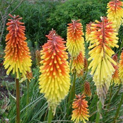 Kniphofia - Faux Aloès Flamenco - Leaderplant
