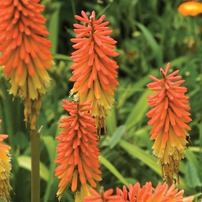 Kniphofia - Faux Aloès Flamenco - Leaderplant