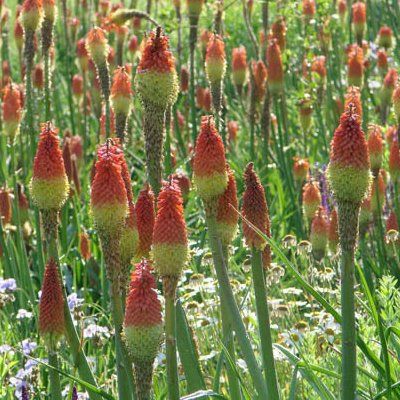 Kniphofia - Faux Aloès Flamenco - Leaderplant
