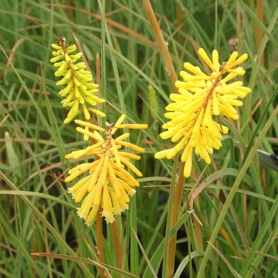 Kniphofia - Faux Aloès jaune - Leaderplant
