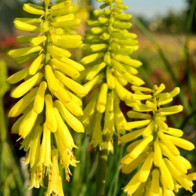 Kniphofia nain - Faux Aloès Lemon Popsicle ® - Leaderplant