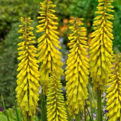 Kniphofia nain - Faux Aloès Lemon Popsicle ® - Leaderplant