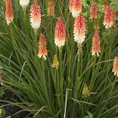 Kniphofia nain - Faux Aloès Orange Vanilla Popsicle ® - Leaderplant
