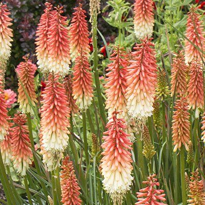 Kniphofia nain - Faux Aloès Orange Vanilla Popsicle ® - Leaderplant