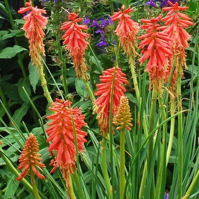 Kniphofia nain - Faux Aloès Redhot Popsicle ® - Leaderplant