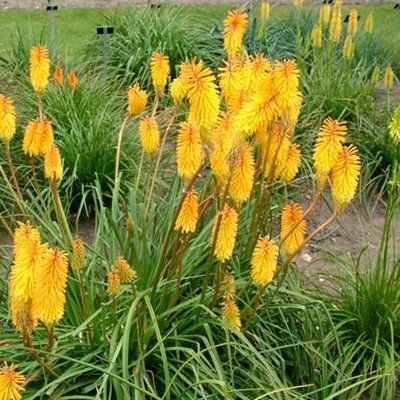 Kniphofia - Faux Aloès jaune - Leaderplant