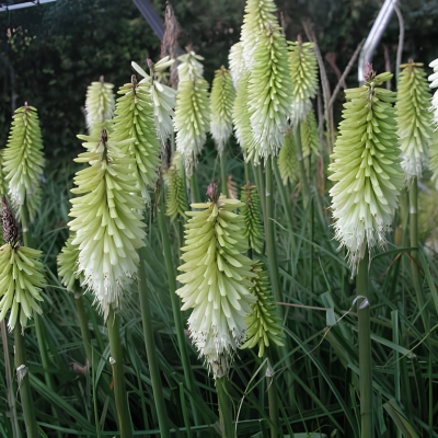 Kniphofia Ice Queen - Leaderplant