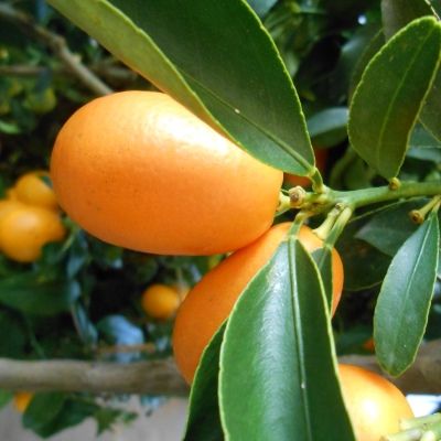 Kumquat à gros fruits - Leaderplant
