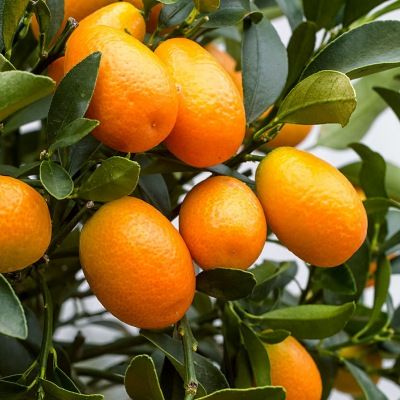 Kumquat à gros fruits - Leaderplant