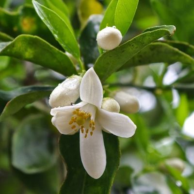 Kumquat - Leaderplant