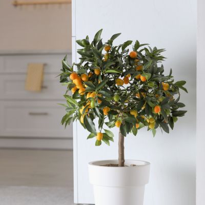 Kumquat - Leaderplant