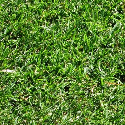 Kikuyu / Gazon Kikuyu - Leaderplant