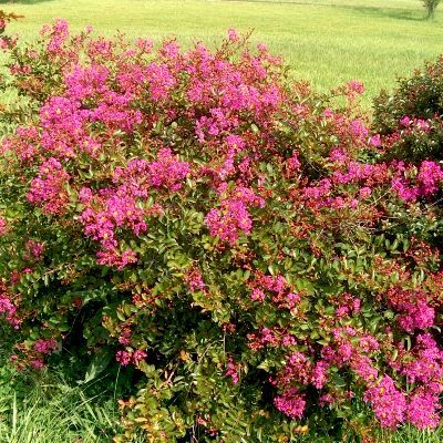 Lilas des Indes rampant/lilas des indes couvre-sol - Leaderplant