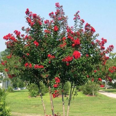Lilas des Indes Red Rocket ® - Leaderplant