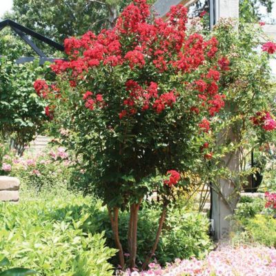Lilas des Indes Red Rocket ® - Leaderplant